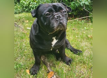 Verschmuste französische Bulldogge (7,5 Jahre alt) sucht neues Zuhause