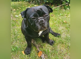 Verschmuste französische Bulldogge (7,5 Jahre alt) sucht neues Zuhause