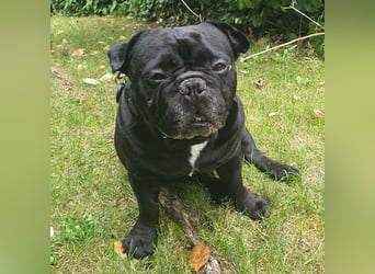 Verschmuste französische Bulldogge (7,5 Jahre alt) sucht neues Zuhause