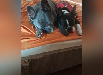 Gonzo&Apollo VA, die Unzertrennlichen