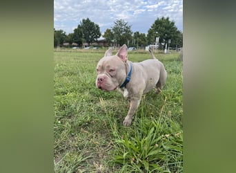 Bully sucht ein neues Zuhause