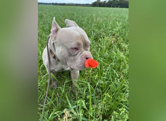 Bully sucht ein neues Zuhause