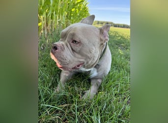 Bully sucht ein neues Zuhause