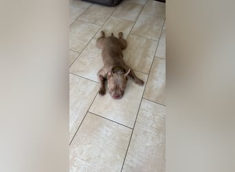 Bully sucht ein neues Zuhause