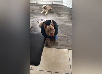 Bully sucht ein neues Zuhause