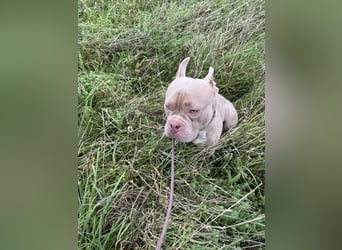 Bully sucht ein neues Zuhause