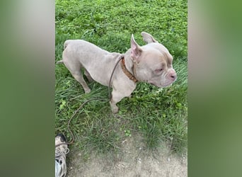 Bully sucht ein neues Zuhause
