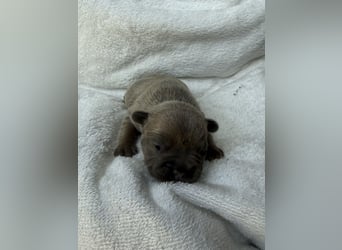 Gesundes Sportliche Französische Bulldoggen aus seriöser Familienzucht.