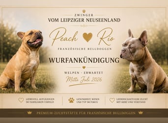 Sportliche und Gesunde Französische Bulldoggen aus seriöser Familienzucht.