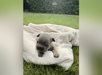 Sportliche und Gesunde Französische Bulldoggen aus seriöser Familienzucht.