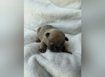 Gesundes Sportliche Französische Bulldoggen aus seriöser Familienzucht.