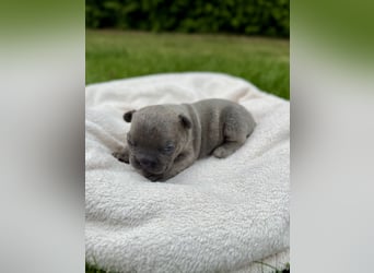 Sportliche und Gesunde Französische Bulldoggen aus seriöser Familienzucht.
