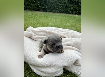 Sportliche und Gesunde Französische Bulldoggen aus seriöser Familienzucht.