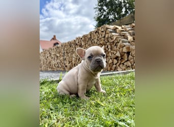 Sportliche und Gesunde Französische Bulldoggen aus seriöser Familienzucht.