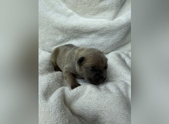 Gesundes Sportliche Französische Bulldoggen aus seriöser Familienzucht.