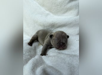 Gesundes Sportliche Französische Bulldoggen aus seriöser Familienzucht.
