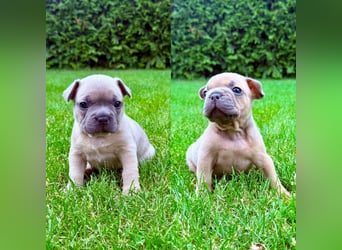 Gesundes Sportliche Französische Bulldoggen aus seriöser Familienzucht.
