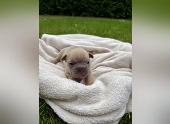 Sportliche und Gesunde Französische Bulldoggen aus seriöser Familienzucht.