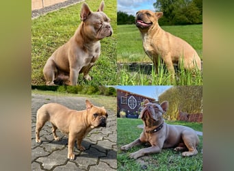 Sportliche und Gesunde Französische Bulldoggen aus seriöser Familienzucht.