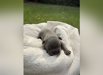 Sportliche und Gesunde Französische Bulldoggen aus seriöser Familienzucht.