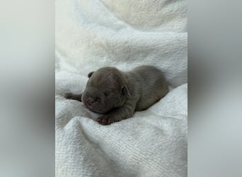 Gesundes Sportliche Französische Bulldoggen aus seriöser Familienzucht.
