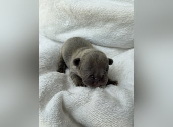 Gesundes Sportliche Französische Bulldoggen aus seriöser Familienzucht.