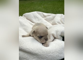 Sportliche und Gesunde Französische Bulldoggen aus seriöser Familienzucht.