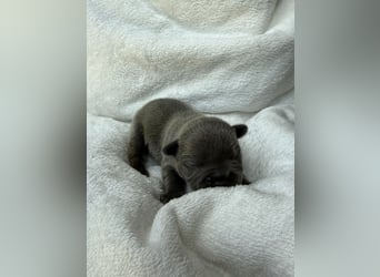 Gesundes Sportliche Französische Bulldoggen aus seriöser Familienzucht.