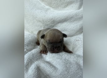 Gesundes Sportliche Französische Bulldoggen aus seriöser Familienzucht.