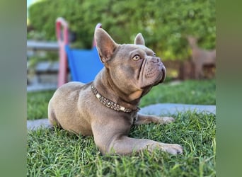 Gesundes Sportliche Französische Bulldoggen aus seriöser Familienzucht.