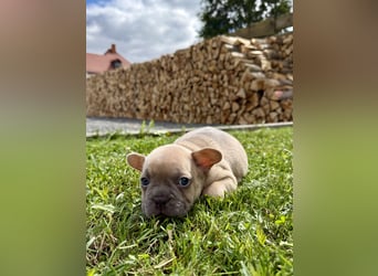 Sportliche und Gesunde Französische Bulldoggen aus seriöser Familienzucht.