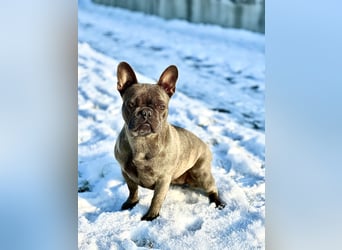 Gesundes Sportliche Französische Bulldoggen aus seriöser Familienzucht.