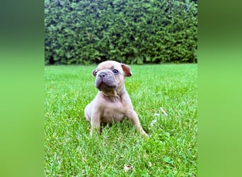 Gesundes Sportliche Französische Bulldoggen aus seriöser Familienzucht.