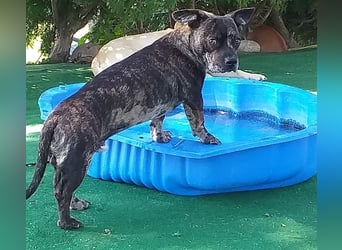 süßer Henry in 88339 Bad Waldsee wünsscht sich sein Zuhause