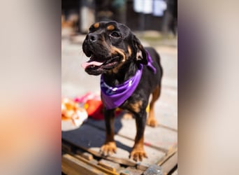 ♥Tokyo♥ kleiner, quirliger, verkuschelter French-Bulldoggen-Mix