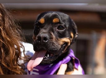 ♥Tokyo♥ kleiner, quirliger, verkuschelter French-Bulldoggen-Mix