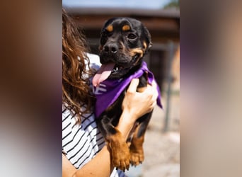 ♥Tokyo♥ kleiner, quirliger, verkuschelter French-Bulldoggen-Mix