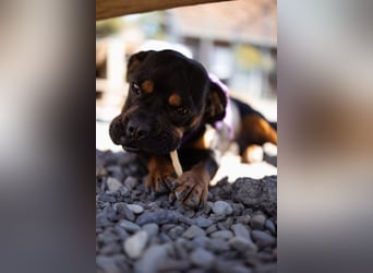 ♥Tokyo♥ kleiner, quirliger, verkuschelter French-Bulldoggen-Mix