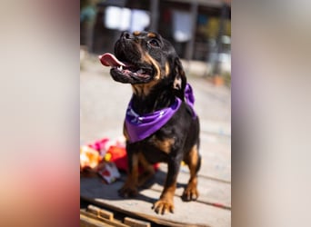 ♥Tokyo♥ kleiner, quirliger, verkuschelter French-Bulldoggen-Mix