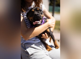 ♥Tokyo♥ kleiner, quirliger, verkuschelter French-Bulldoggen-Mix