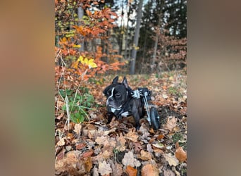 Rico sucht Körbchen zum Ankommen