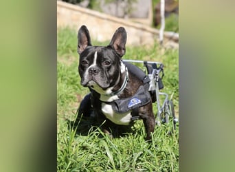 Rico sucht Körbchen zum Ankommen