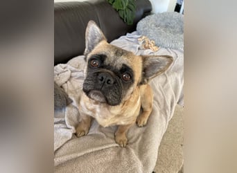 Elza. sensible Hundedame