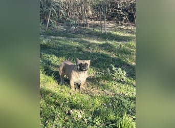 Elza. sensible Hundedame