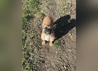 kleine Maus Elza möchte eine Chance