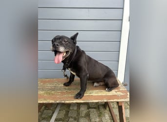 Lebensfroher Simon wartet in Portugal auf unserem Tierschutzhof