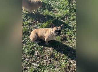 Elza. sensible Hundedame