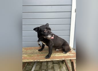 Lebensfroher Simon wartet in Portugal auf unserem Tierschutzhof