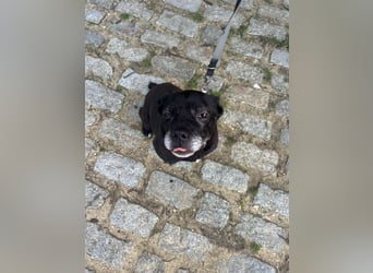 Lebensfroher Simon wartet in Portugal auf unserem Tierschutzhof