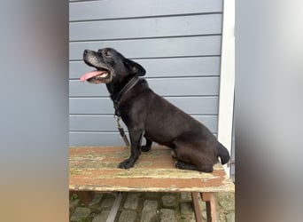 Lebensfroher Simon wartet in Portugal auf unserem Tierschutzhof